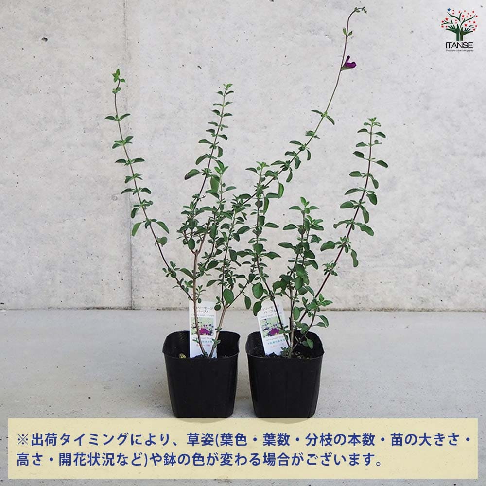 チェリーセージ パープル 【ハーブの苗 9cmポット／お買い得3個セット