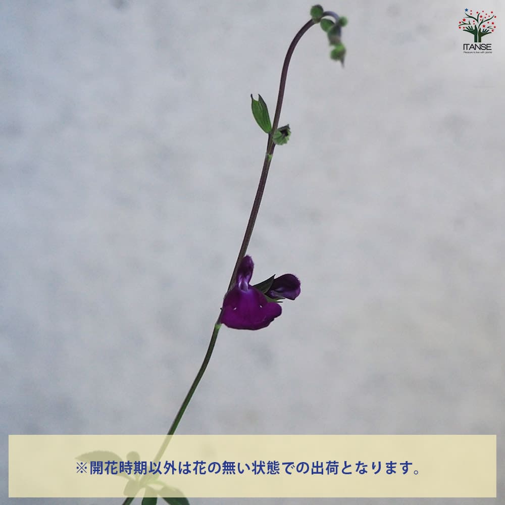 チェリーセージ　パープル \