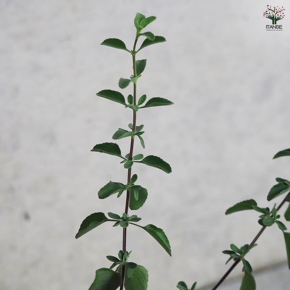 チェリーセージ パープル 【ハーブの苗 9cmポット／お買い得3個セット