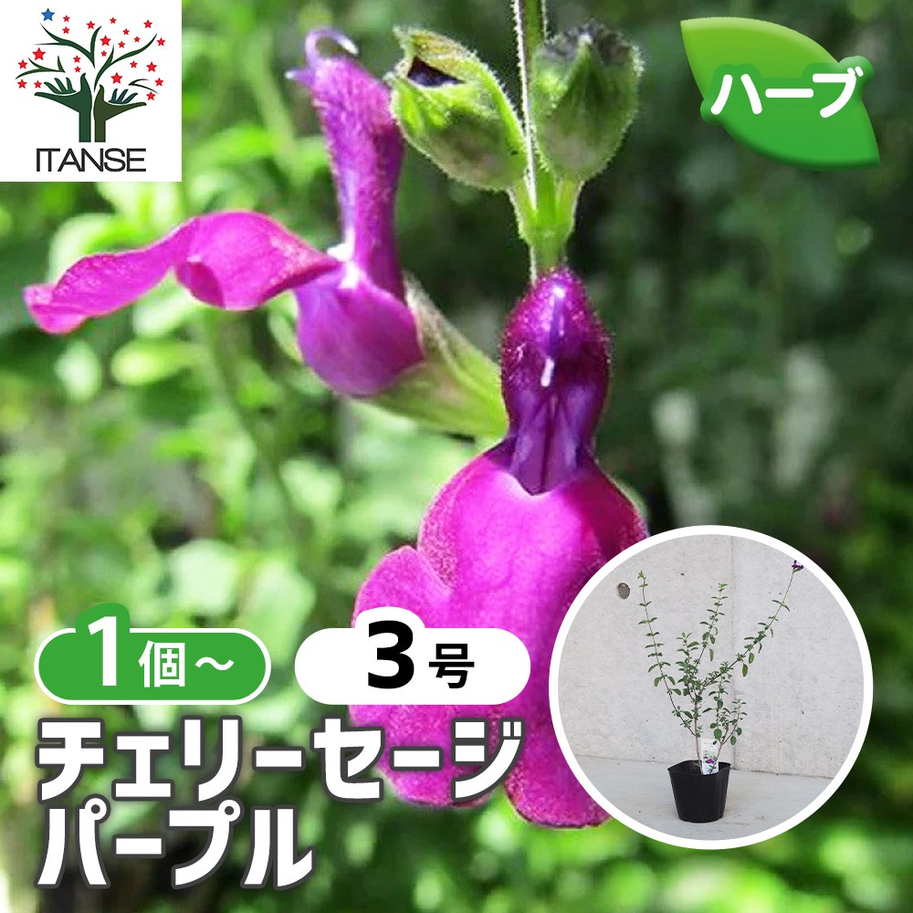 チェリーセージ パープル【ハーブ苗9cmポット／1個～】｜ 【植物の