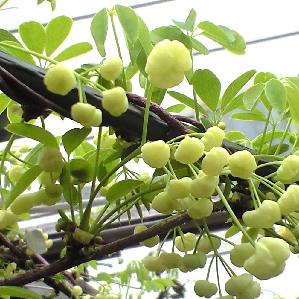 アケビの苗木 バナナアケビ【果樹苗 2年生 挿木苗12cmポット／1個】