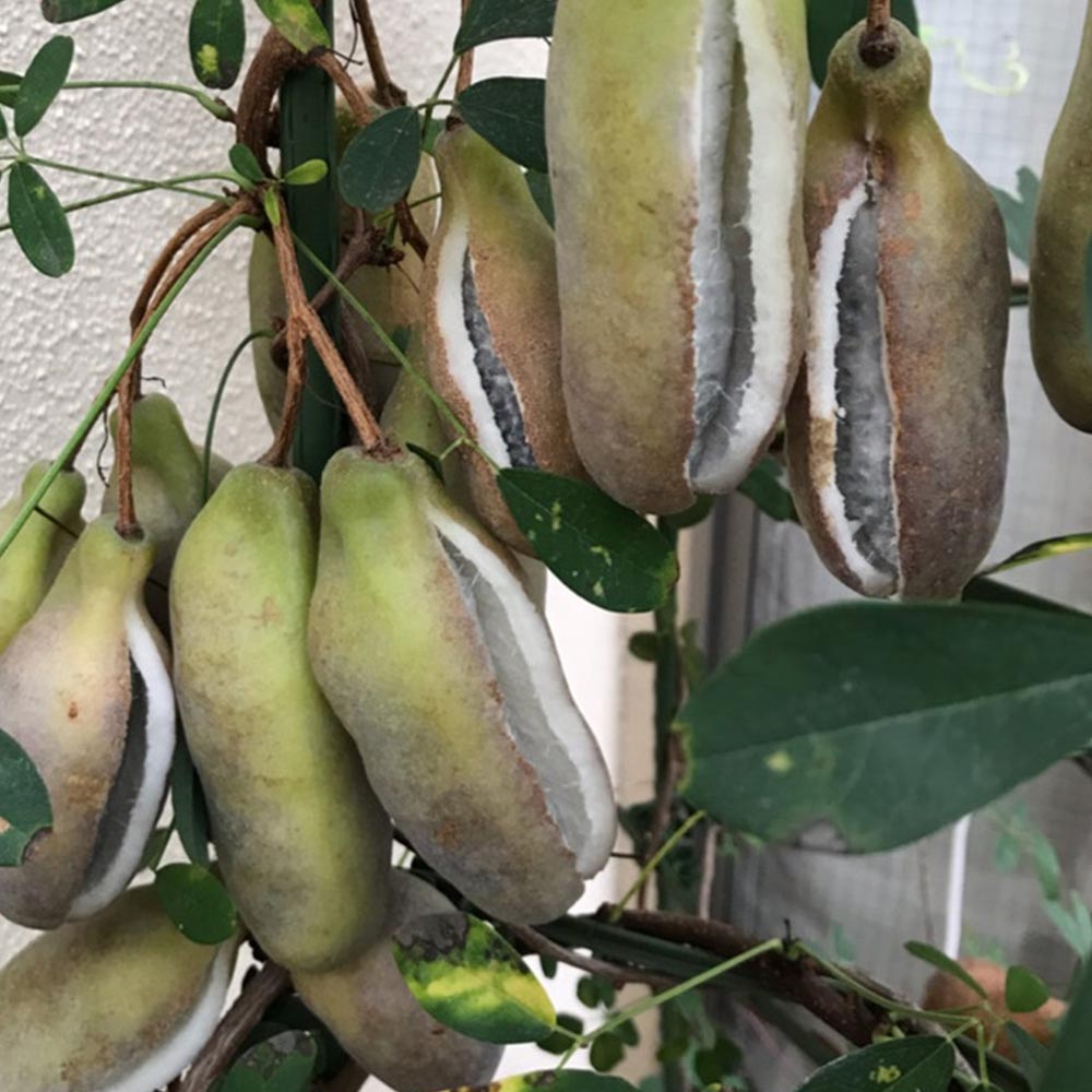 アケビの苗木 バナナアケビ【果樹苗 2年生 挿木苗12cmポット／1個