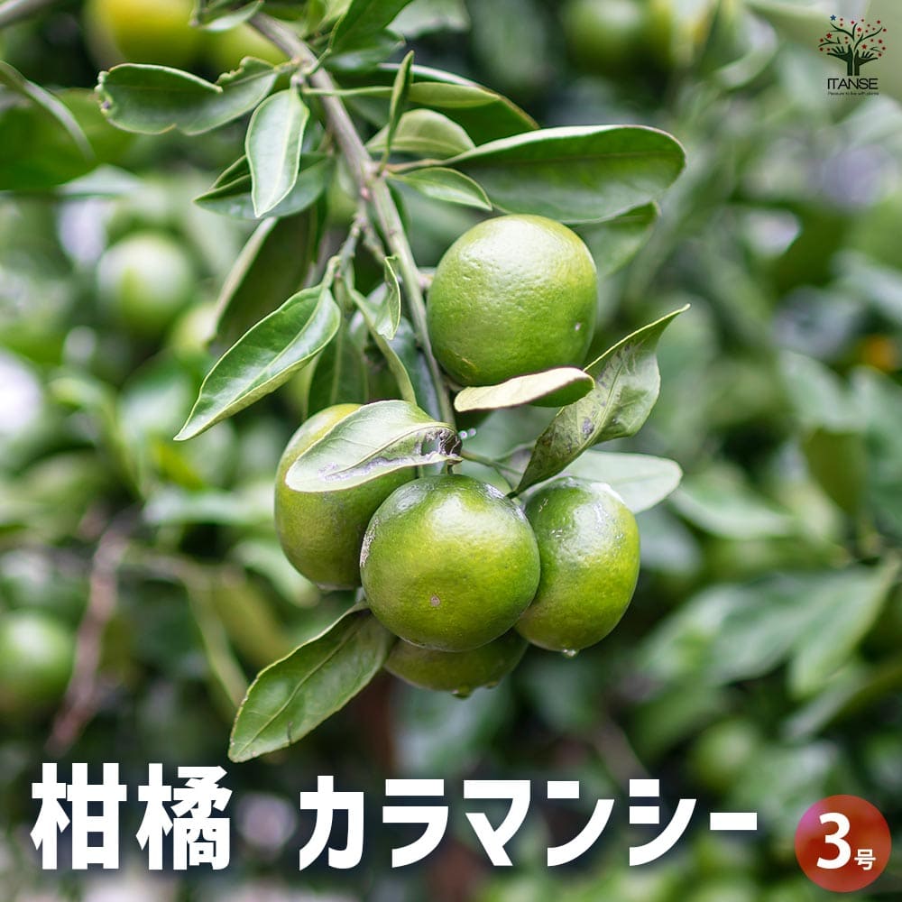 柑橘の苗 カラマンシー 【果樹の苗 3号ポット】