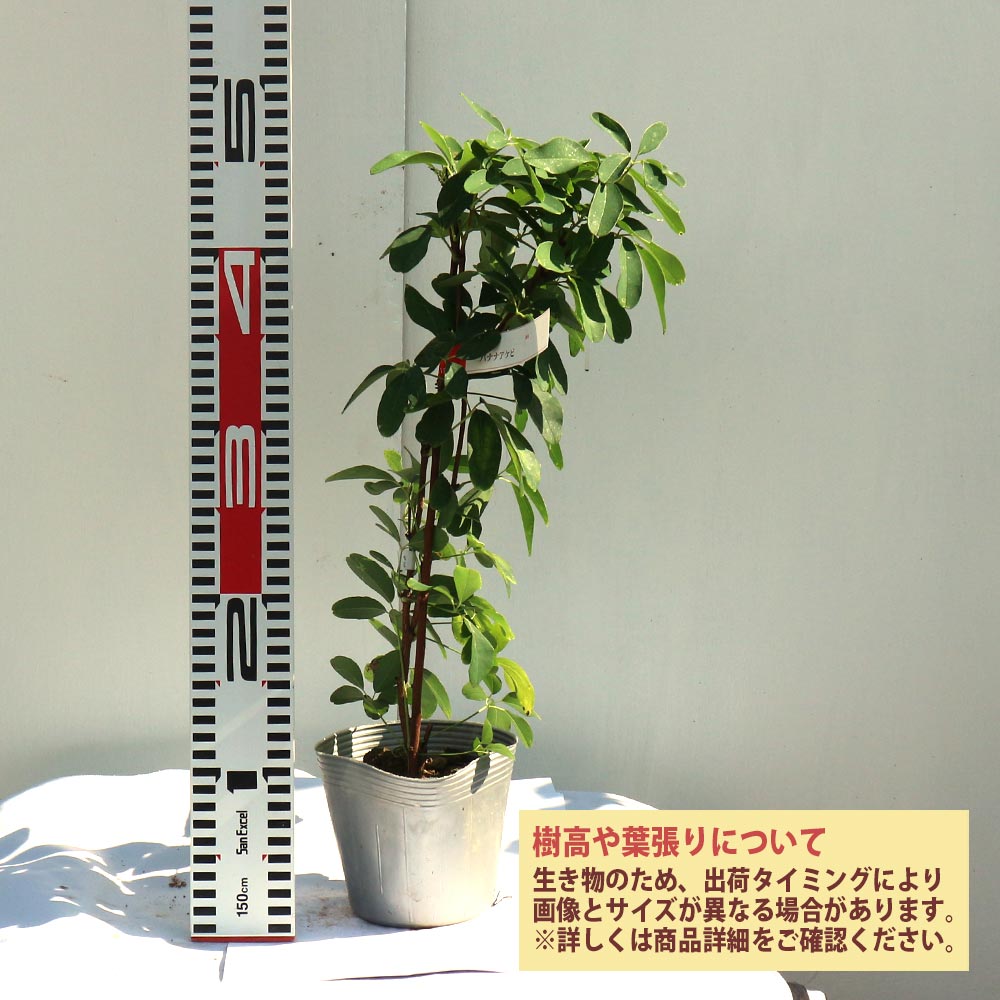 アケビの苗木 バナナアケビ【果樹苗 2年生 挿木苗12cmポット／1個】