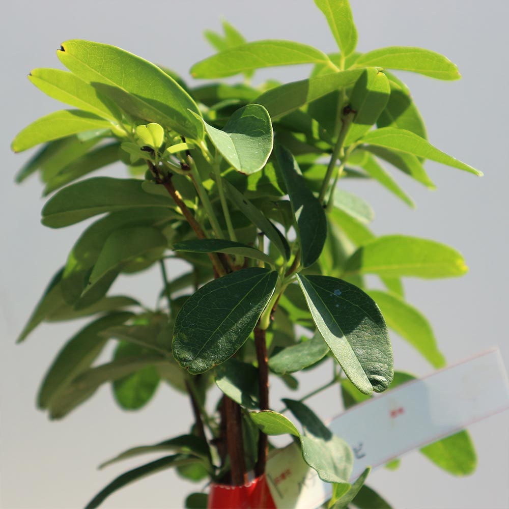 アケビの苗木 バナナアケビ【果樹苗 2年生 挿木苗12cmポット／1個