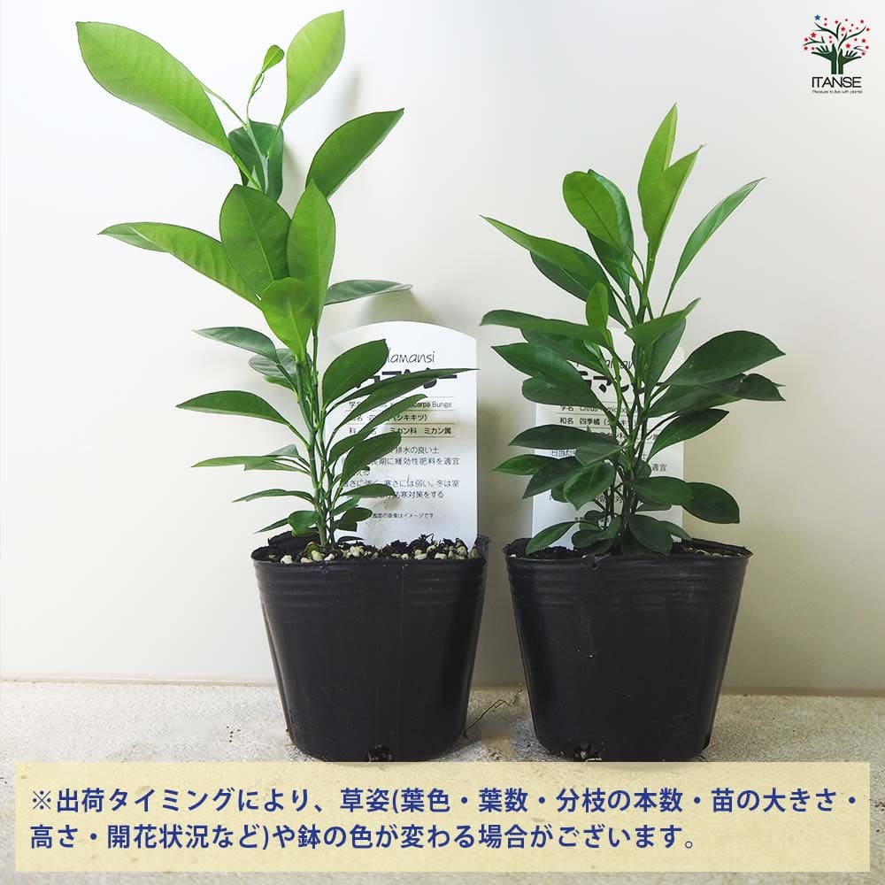 柑橘の苗 カラマンシー 【果樹の苗 3号ポット】｜ 【植物の