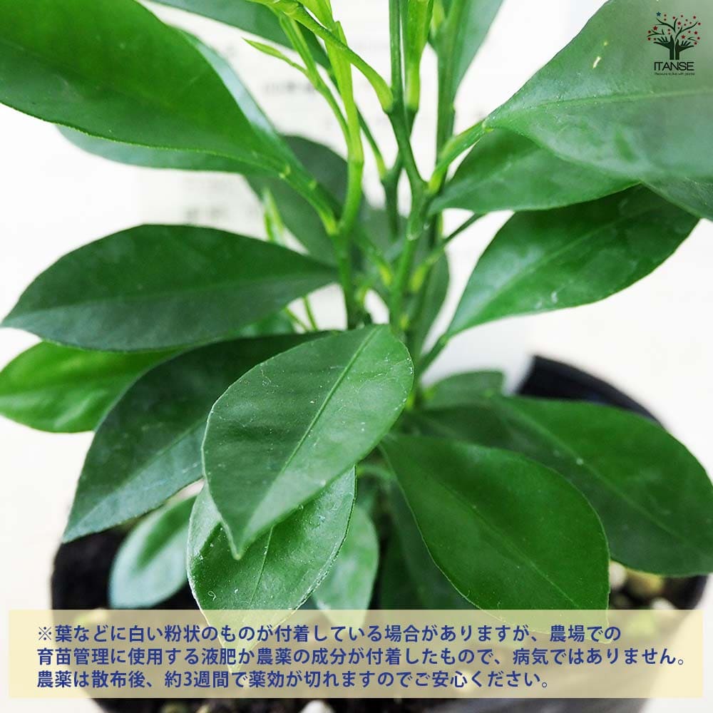 柑橘の苗 カラマンシー 【果樹の苗 3号ポット】｜ 【植物の