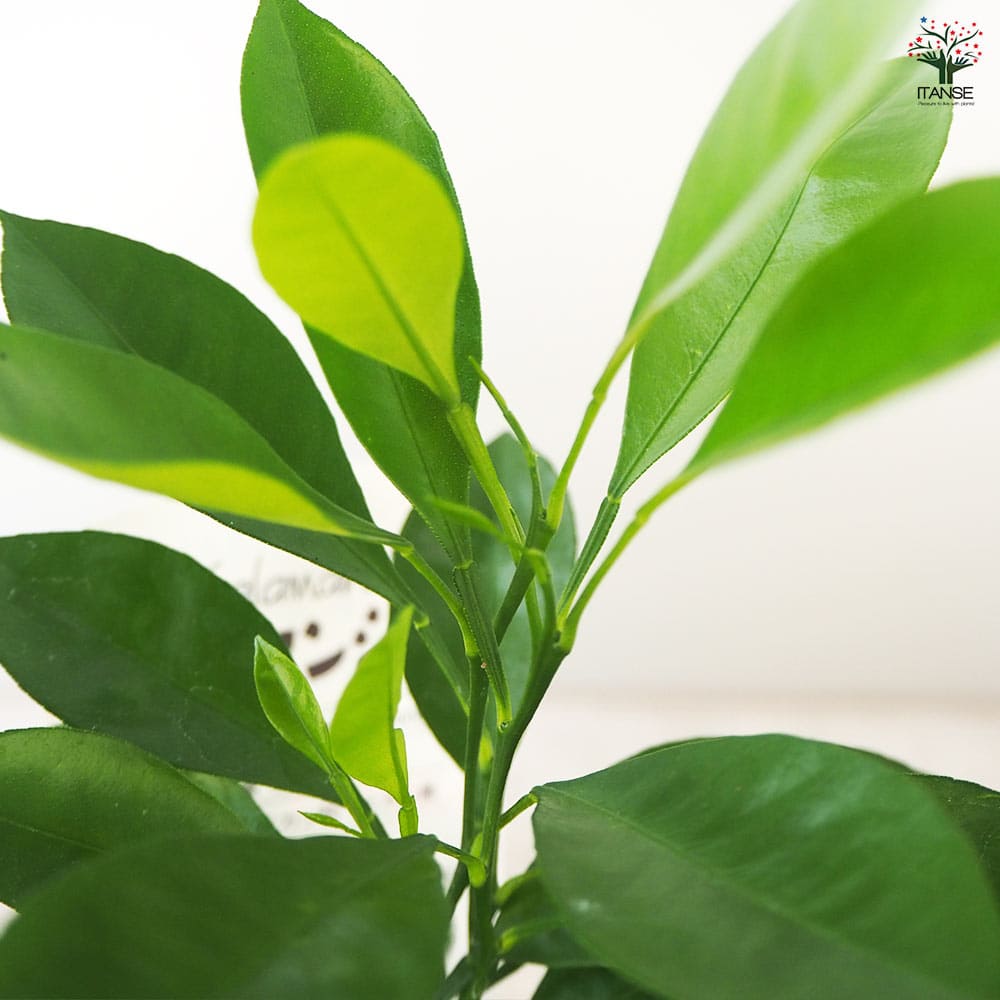 柑橘の苗 カラマンシー 【果樹の苗 3号ポット】｜ 【植物の