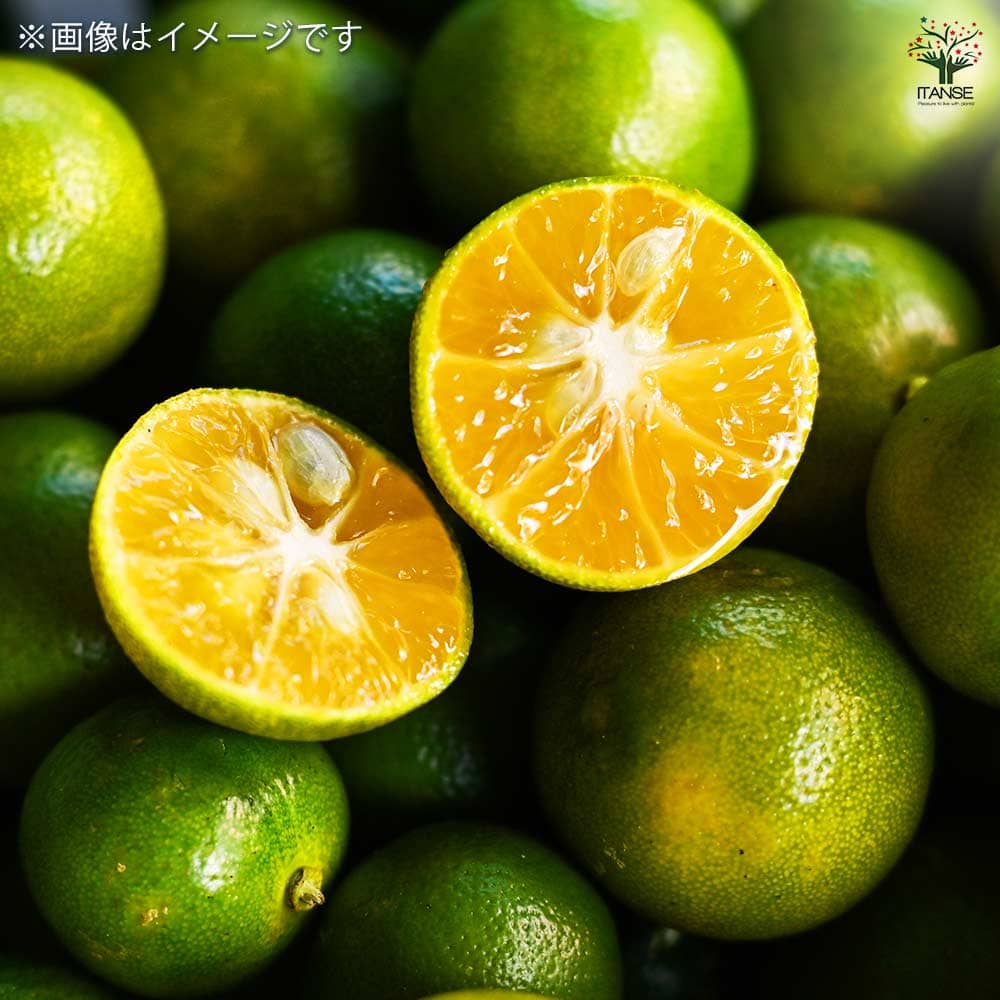 カラマンシー様　　専用ページ カラマンシーその他柑橘用ページ