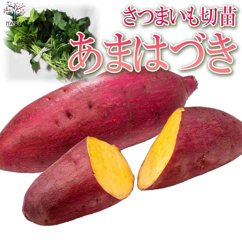 さつまいも切苗 品種：あまはづき【野菜の苗／切苗(約25本/束)】