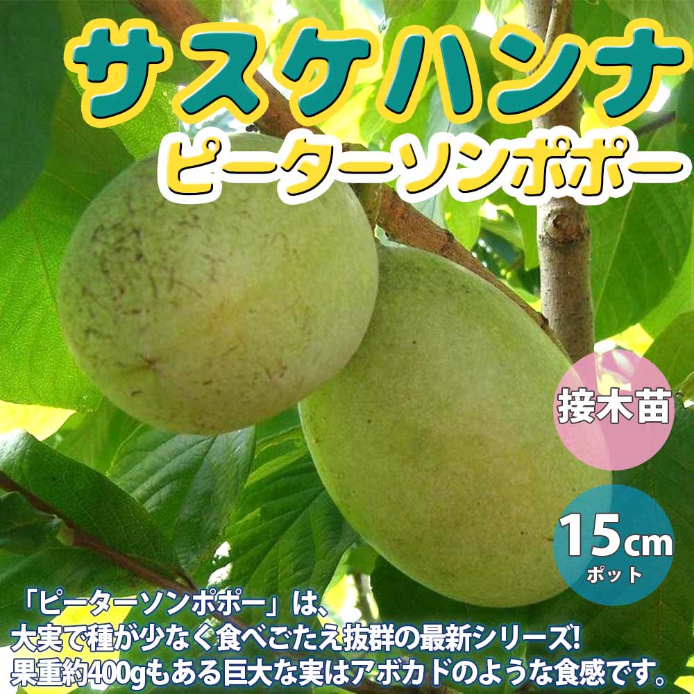 ピーターソンポポー 品種：サスケハンナ【果樹苗 2年生 接木苗 5号鉢／1個】
