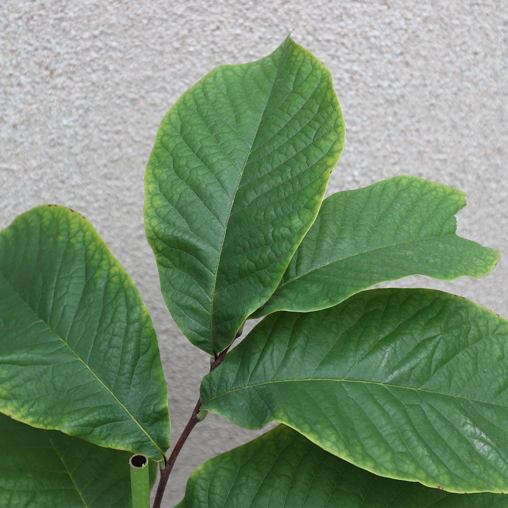 ピーターソンポポー 品種：サスケハンナ【果樹苗 2年生 接木苗 5号鉢／1個】