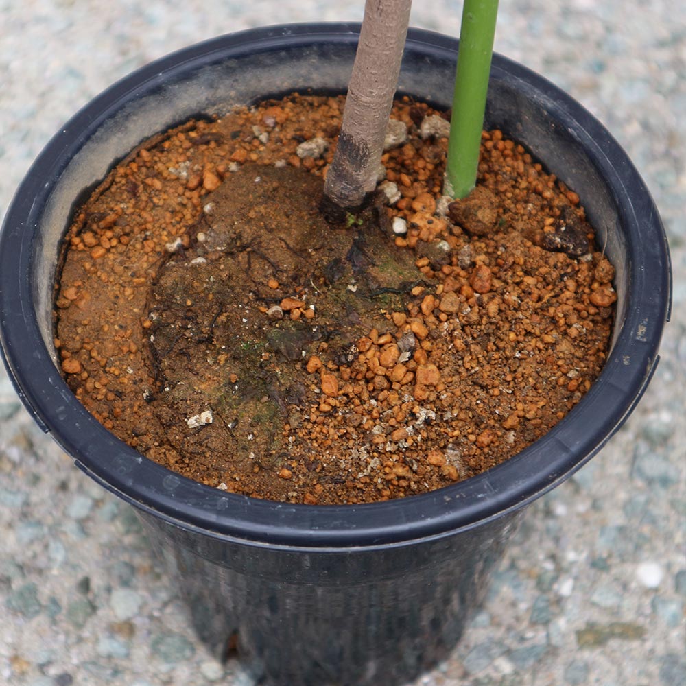 ピーターソンポポー 品種：サスケハンナ【果樹苗 2年生 接木苗 5号鉢