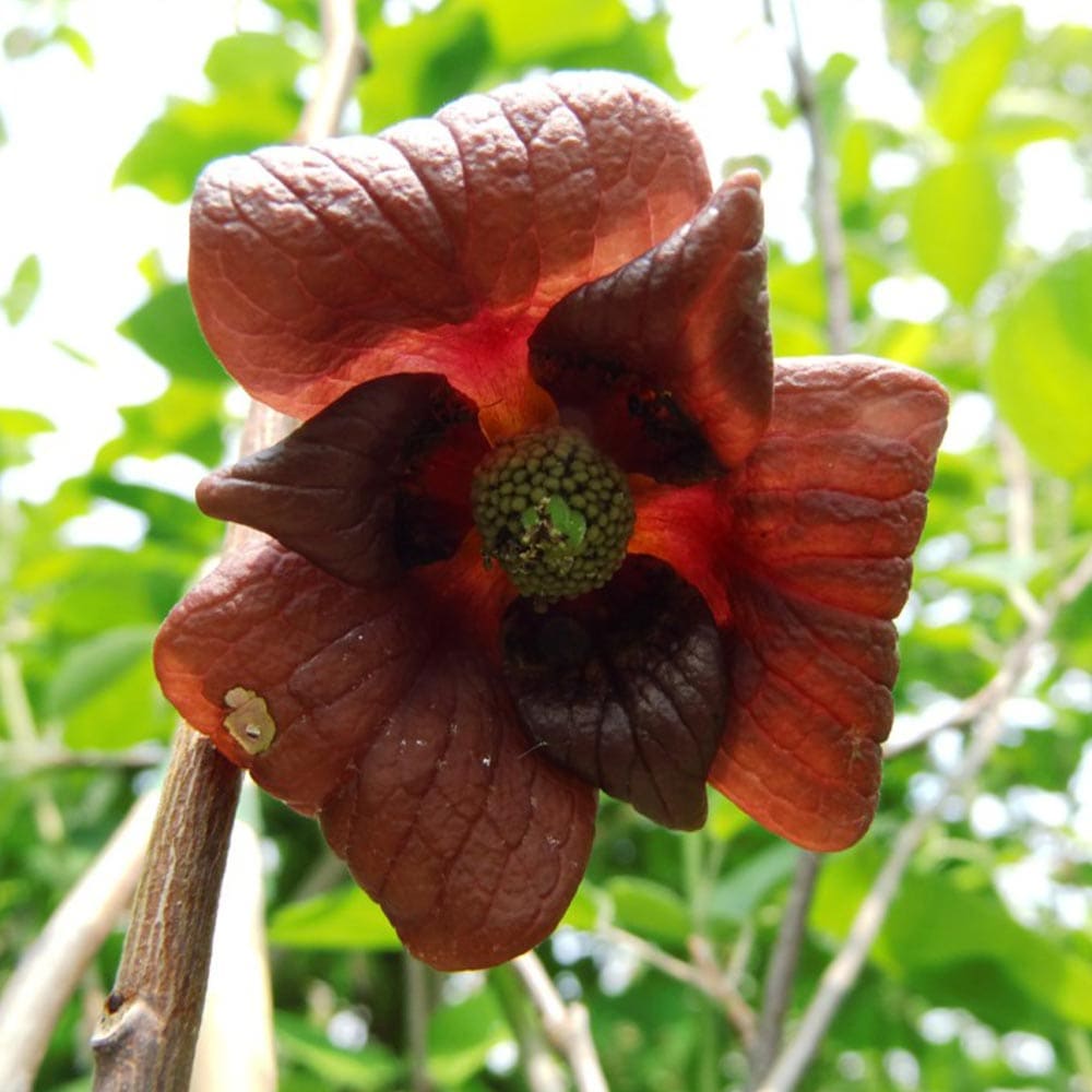 ピーターソンポポー 品種：サスケハンナ【果樹苗 2年生 接木苗 5