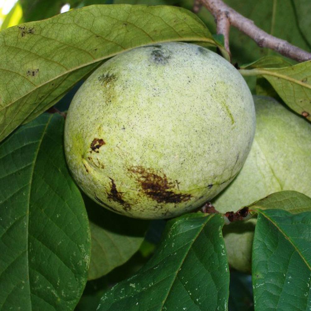 ピーターソンポポー 品種：サスケハンナ【果樹苗 2年生 接木苗 5号鉢／1個】