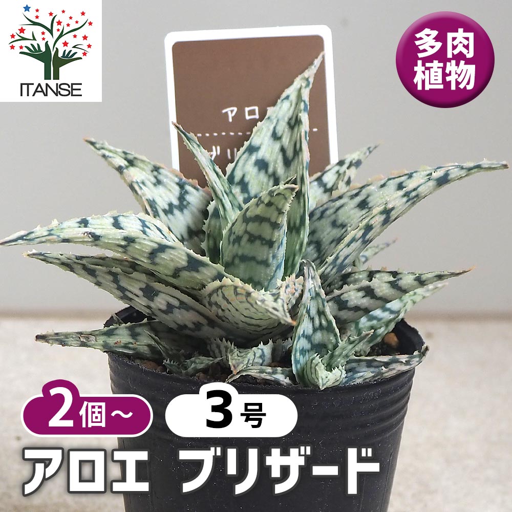 アロエ ブリザード2個～ 【多肉植物 2.5号】｜ 【植物のITANSE