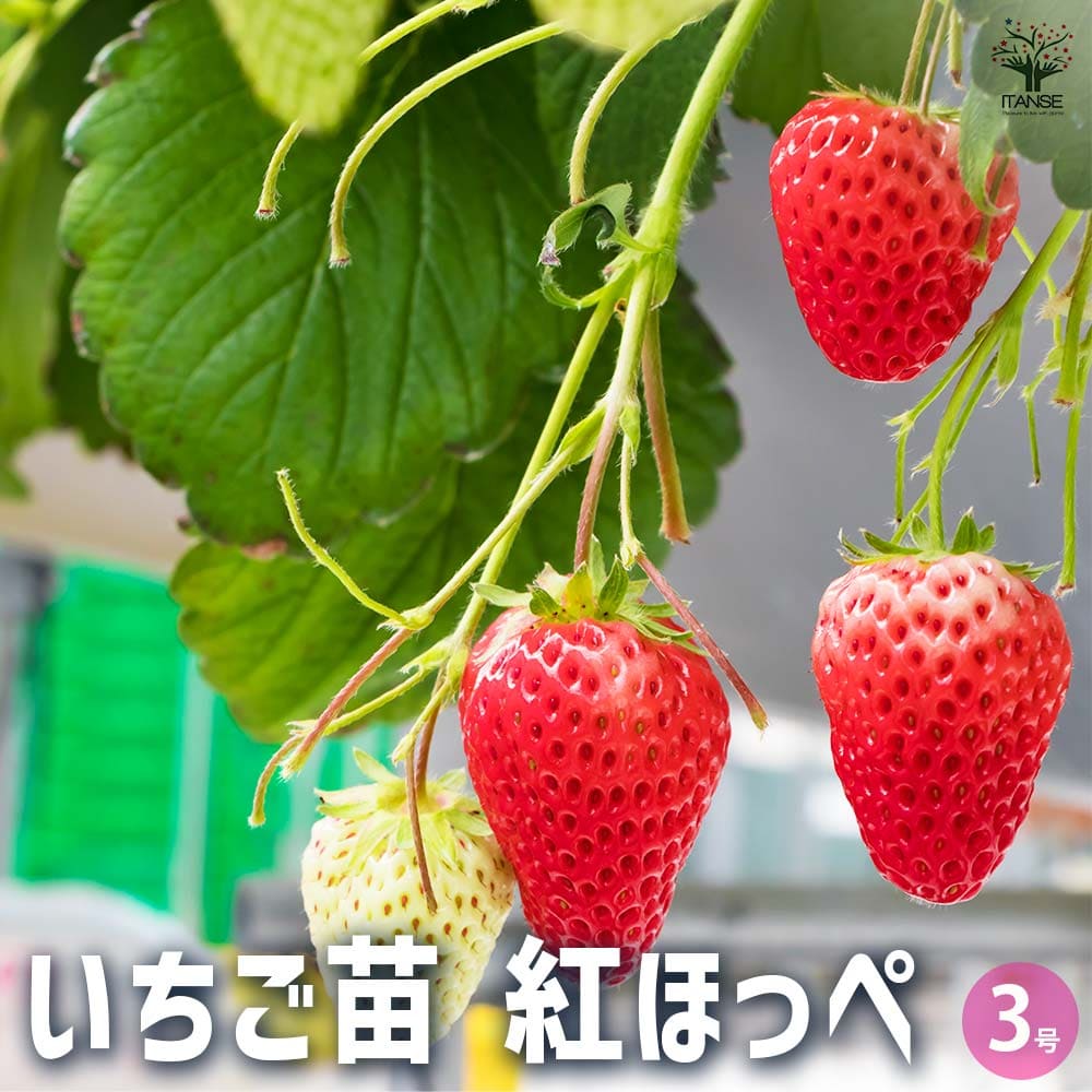いちごの苗 紅ほっぺ2個～ 【野菜の苗 3号】｜ 【植物のITANSE