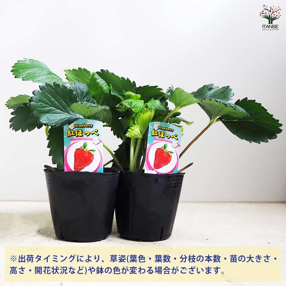 いちご苗紅ほっぺ60個セット　専用出品 いちご苗3寸60個 紅ほっぺ ポットまま発送致します - メルカリ