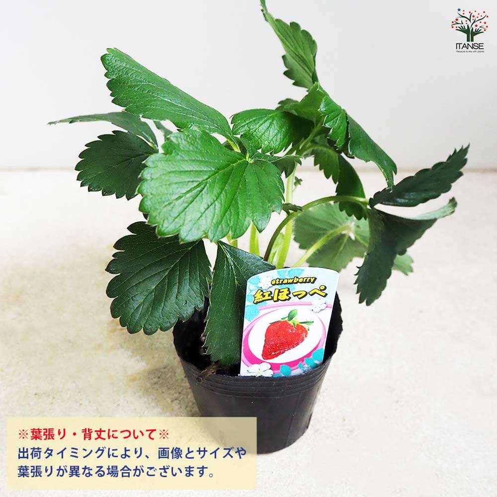 いちご苗紅ほっぺ60個セットポットまま発送致します 739-NIC023.jpg?1