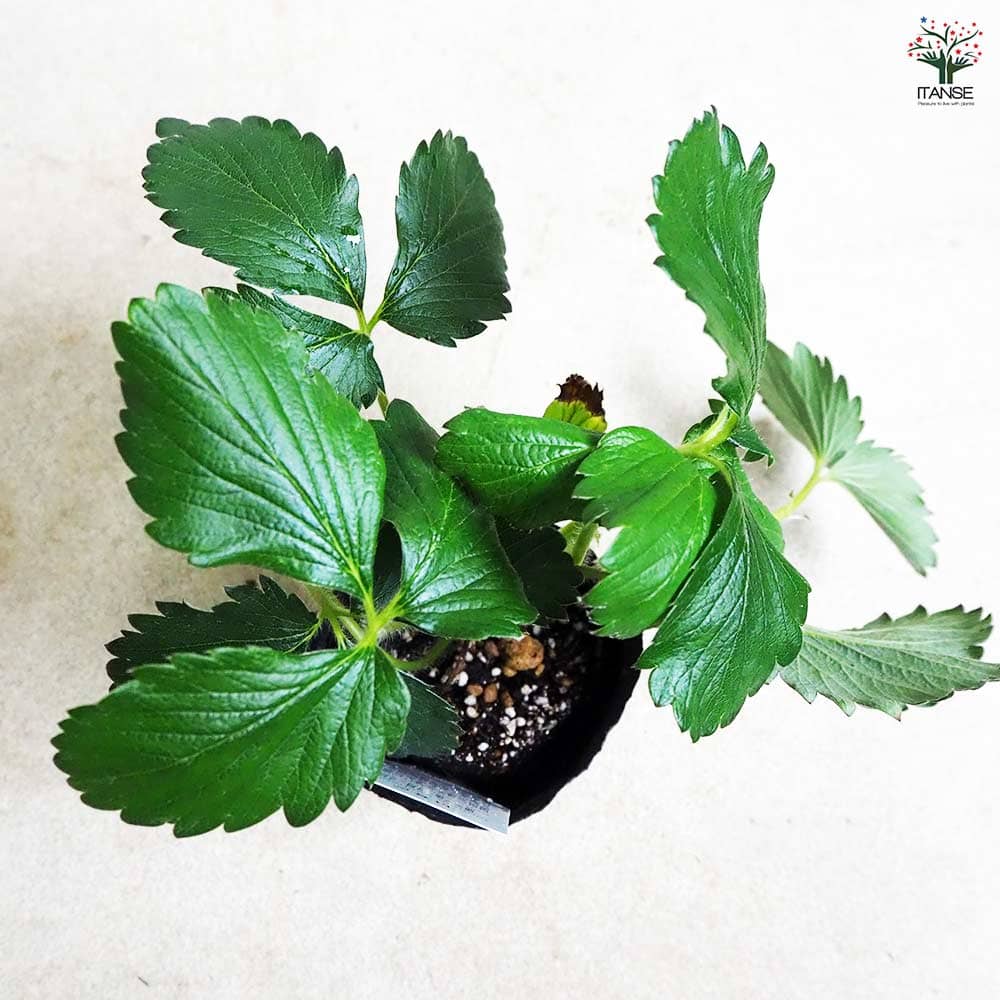 いちごの苗 紅ほっぺ2個～ 【野菜の苗 3号】｜ 【植物の