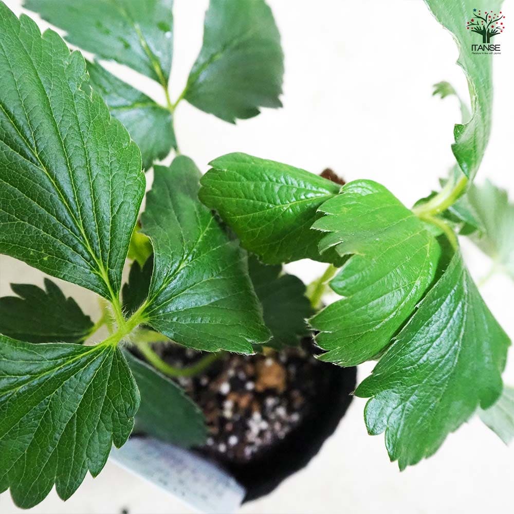 いちごの苗 紅ほっぺ2個～ 【野菜の苗 3号】