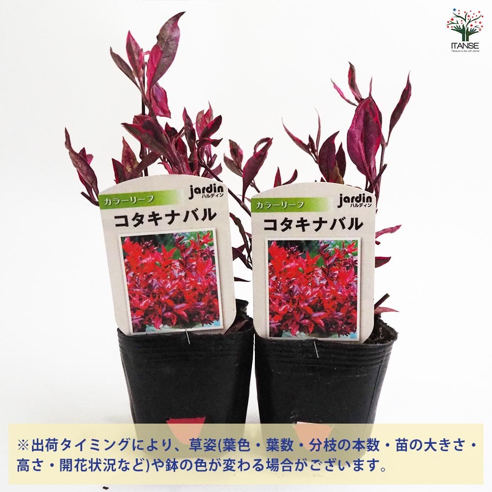 レア、切花品種　紅☆☆　小苗 ☆ENGEI ichioki☆紅鳥花・コウチョウカ・小品盆栽◇可愛らしい花が