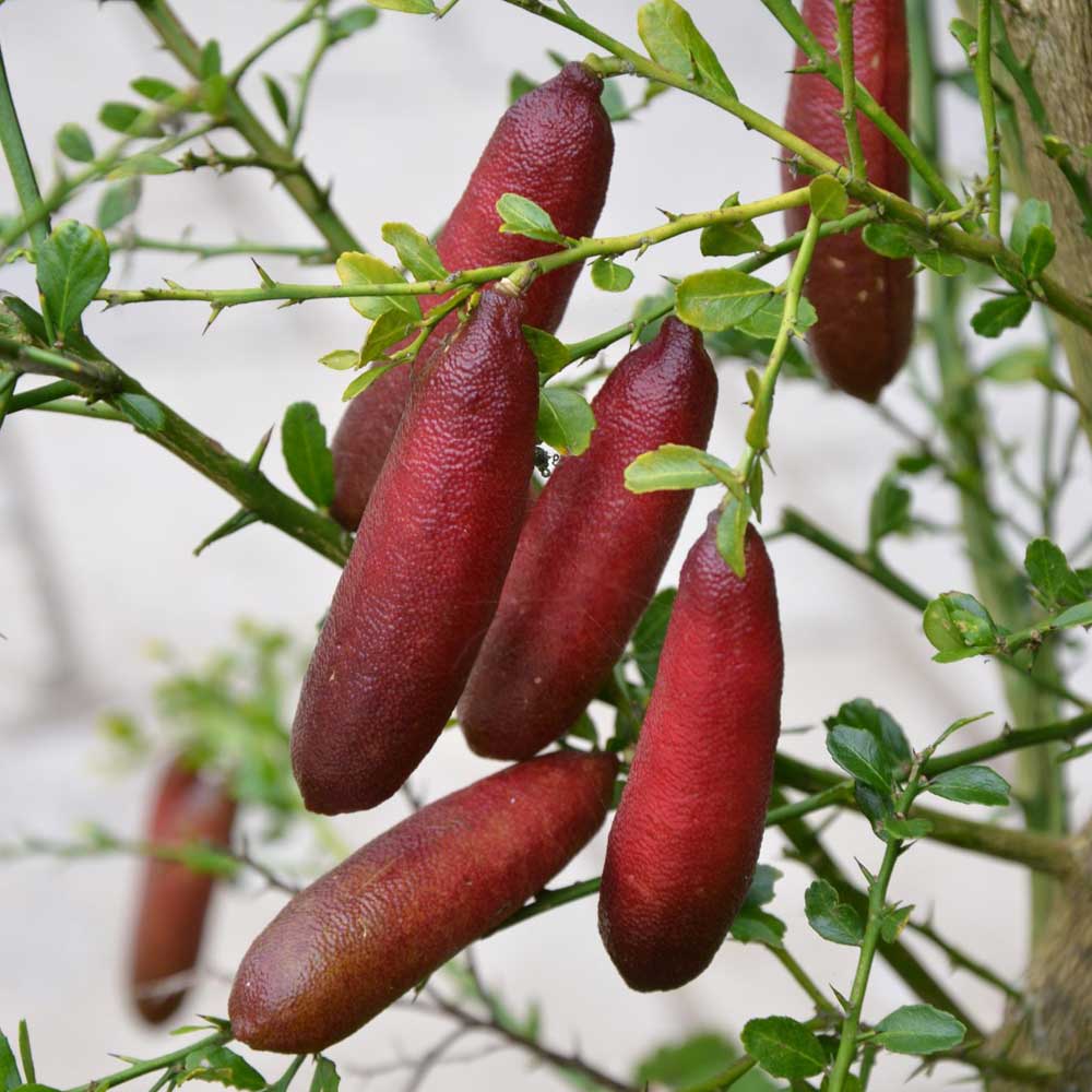 フィンガーライムの苗 レッドシャンパン【果樹の苗木 18cmポット大苗 2