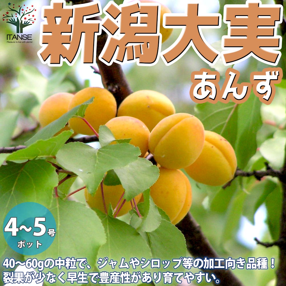 あんずの苗木 新潟大実【果樹の苗木 12~15cmポット 1年生 接木 あんずの苗木 新潟大実【果樹の苗木 12~15cmポット 1年生 接木