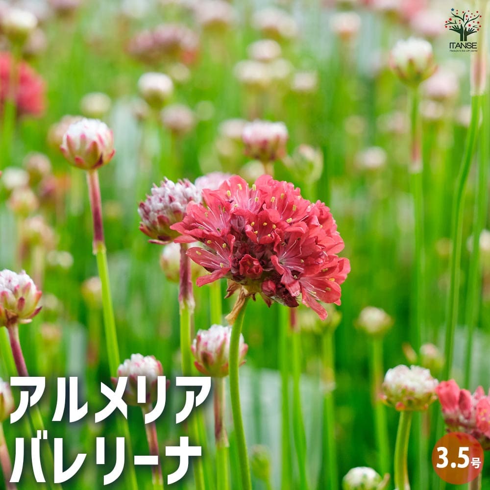 アルメリア バレリーナ 【花苗 3.5号ポット】