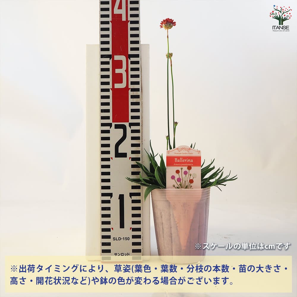 アルメリア バレリーナ 【花苗 3.5号ポット】