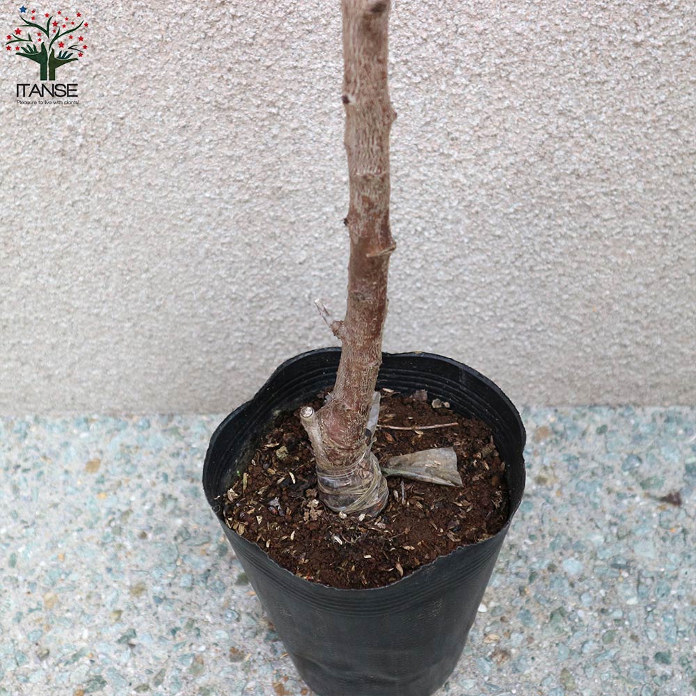 あんずの苗木 新潟大実【果樹苗／12～15cmポット接木苗／1個売り