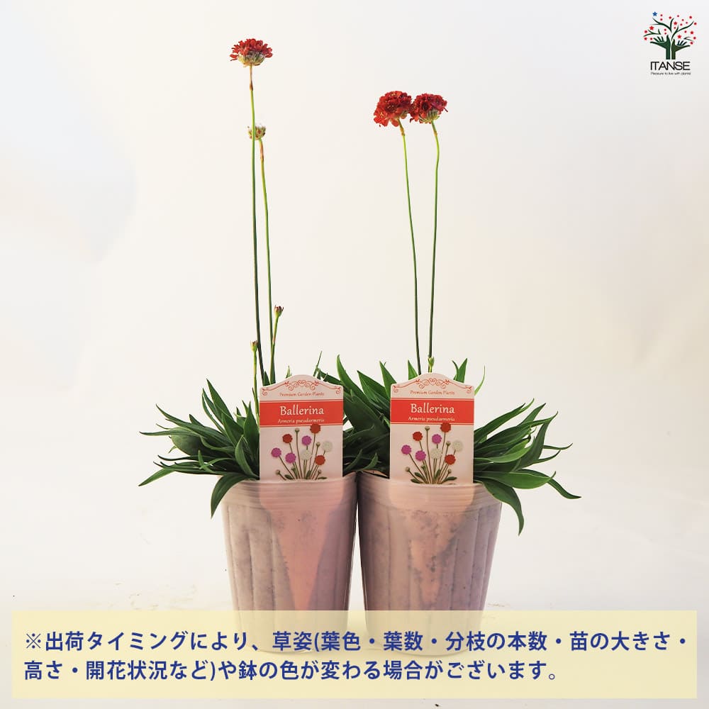 アルメリア バレリーナ 【花苗 3.5号ポット】