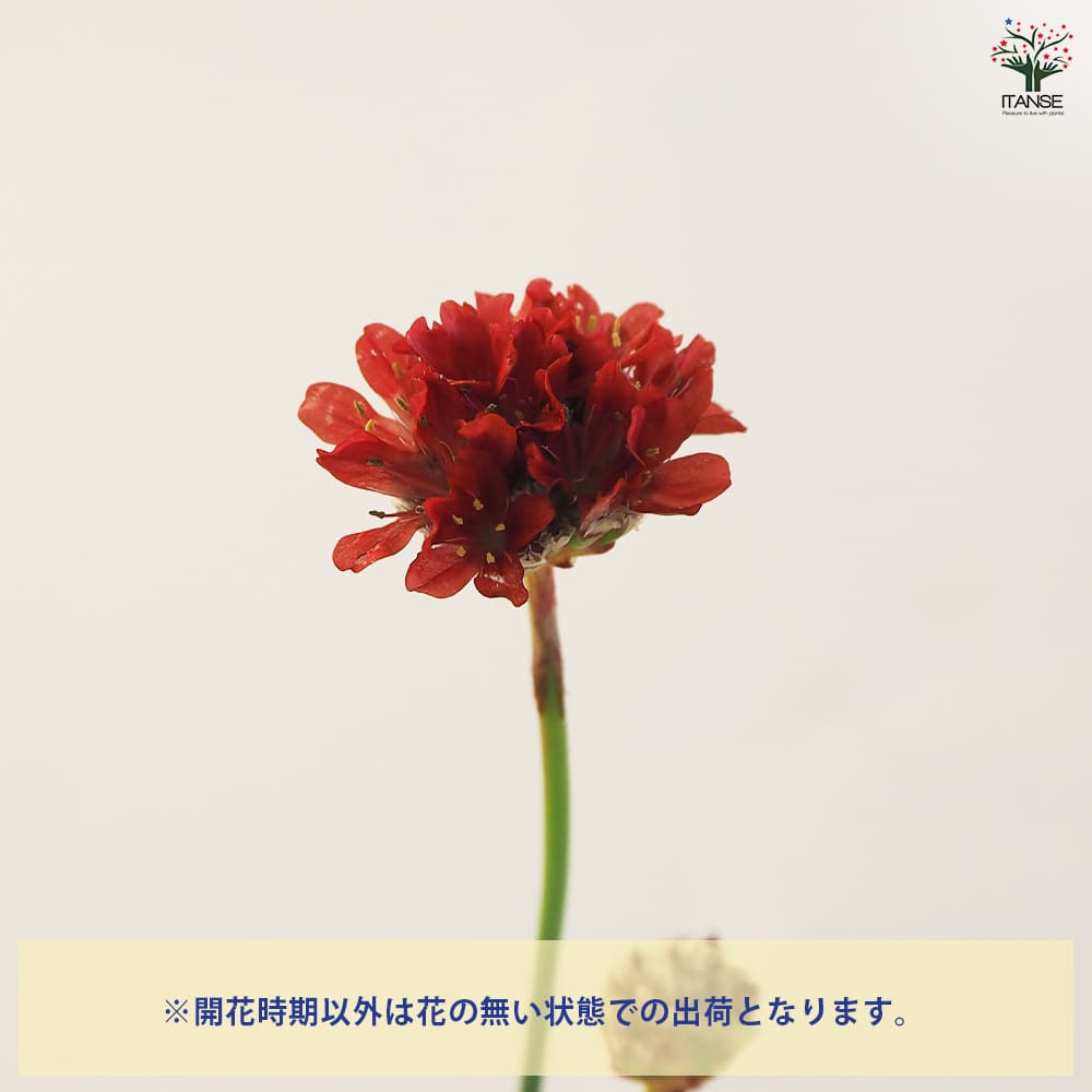 アルメリア バレリーナ 【花苗 3.5号ポット】