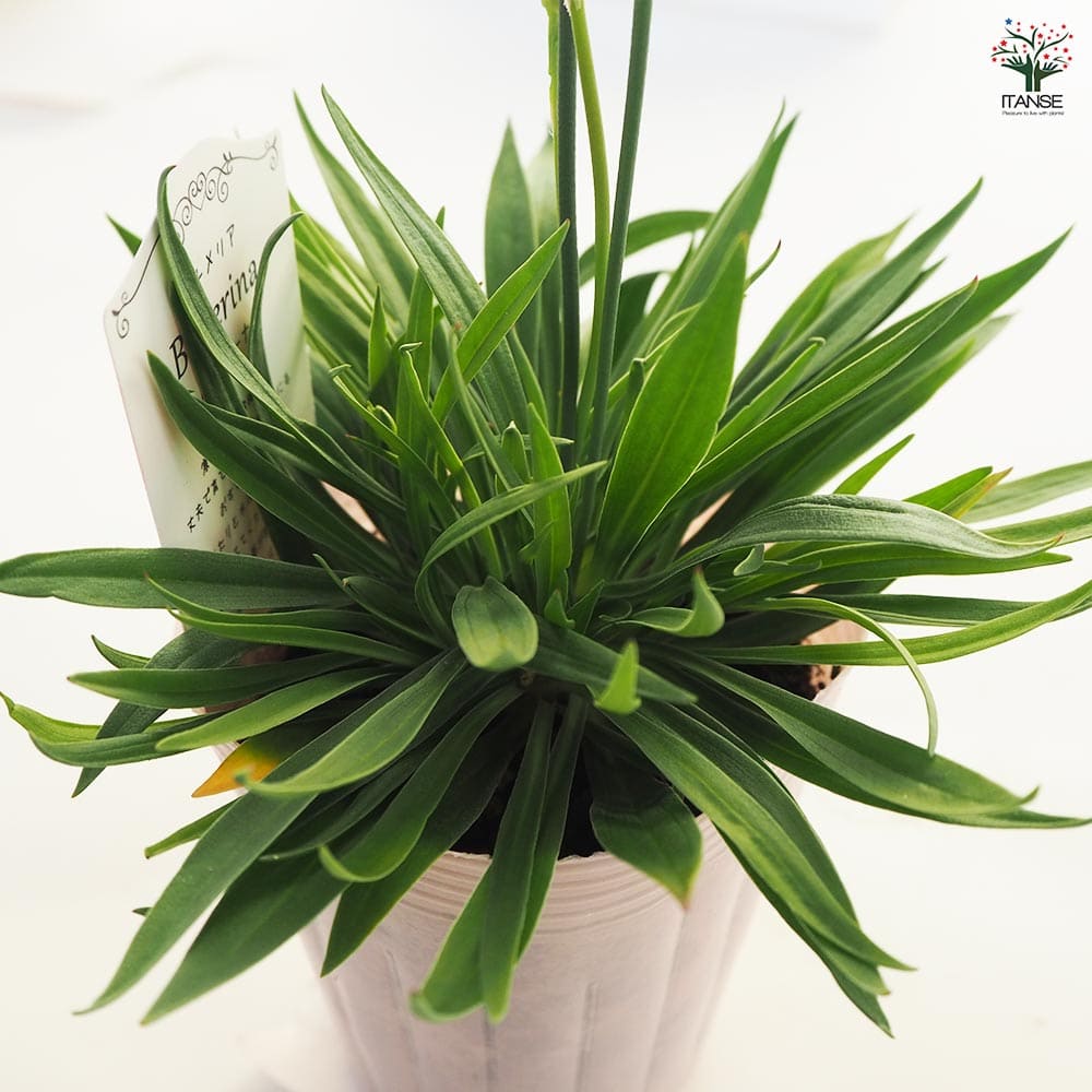 アルメリア バレリーナ 【花苗 3.5号ポット】