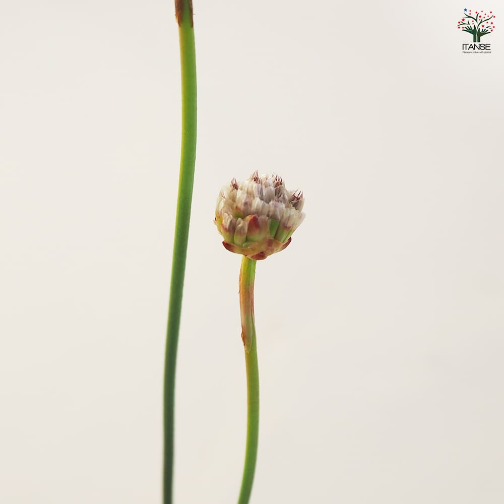 アルメリア バレリーナ 【花苗 3.5号ポット】