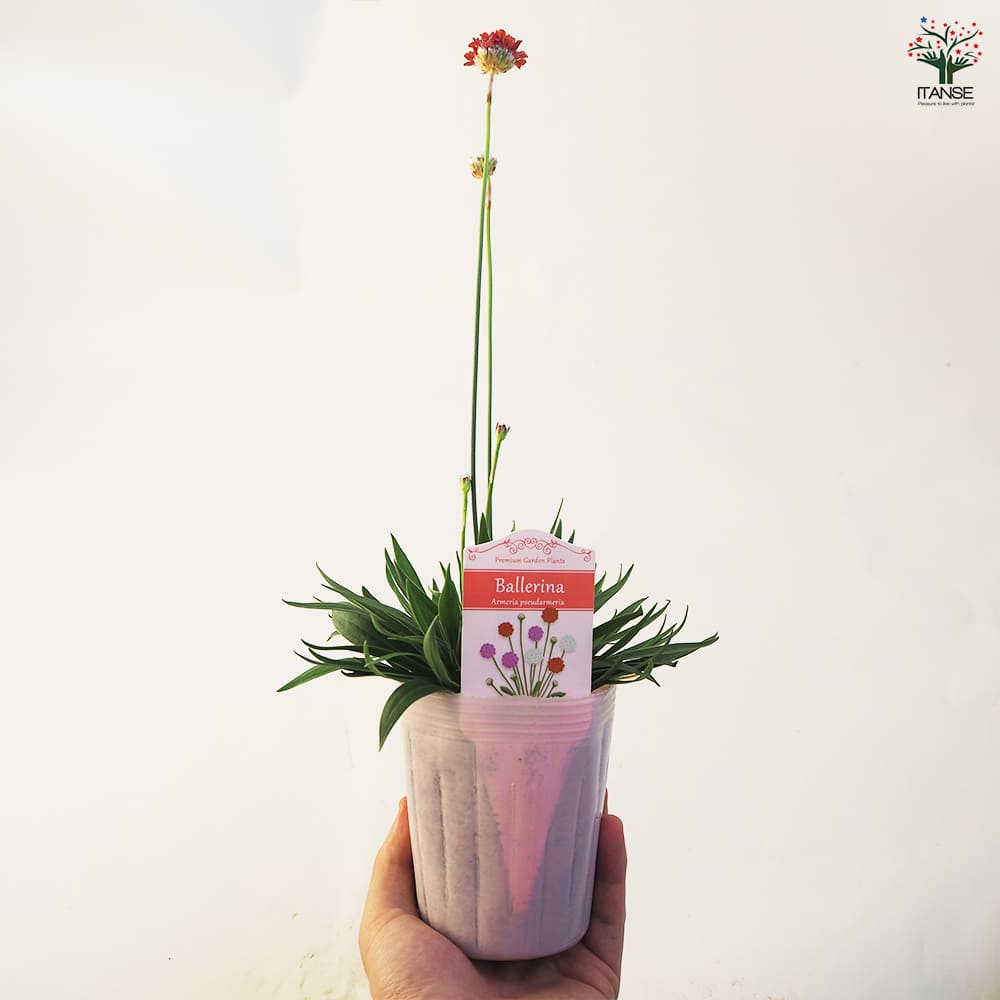 アルメリア バレリーナ 【花苗 3.5号ポット】