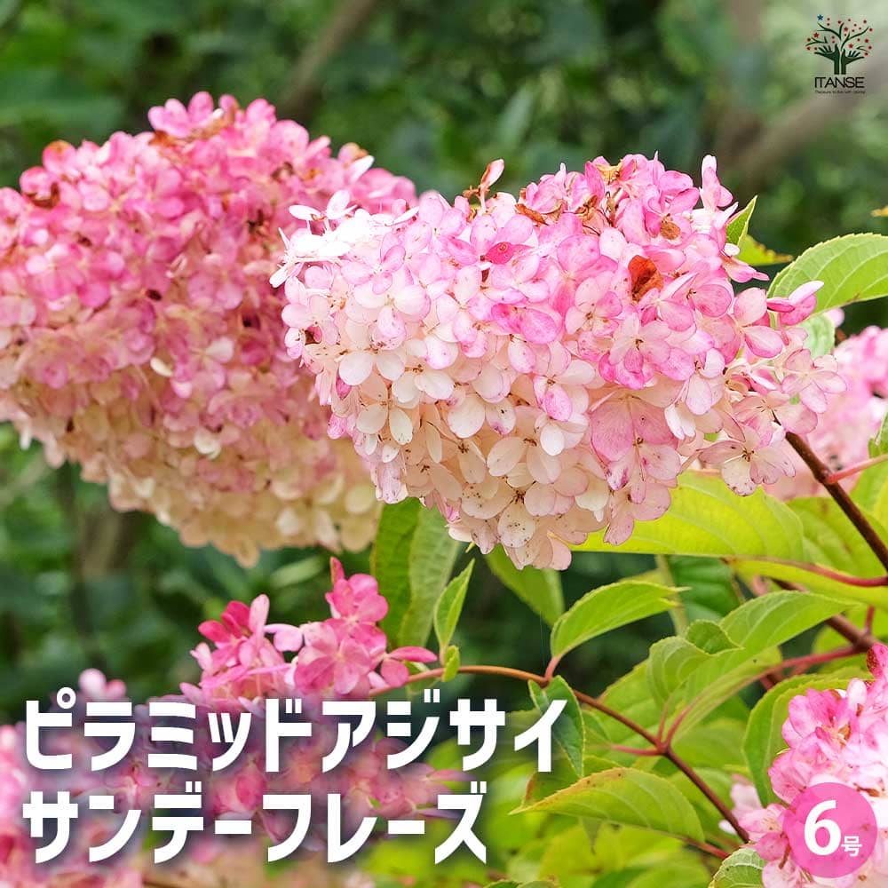 アジサイ ピラミッドアジサイ サンデーフレイズ