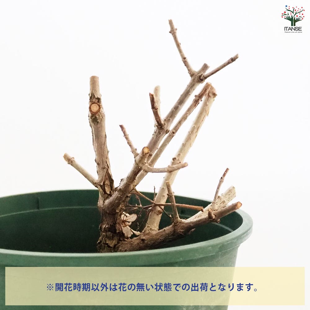 アジサイ ピラミッドアジサイ サンデーフレイズ 【花木苗 6号／1個売り