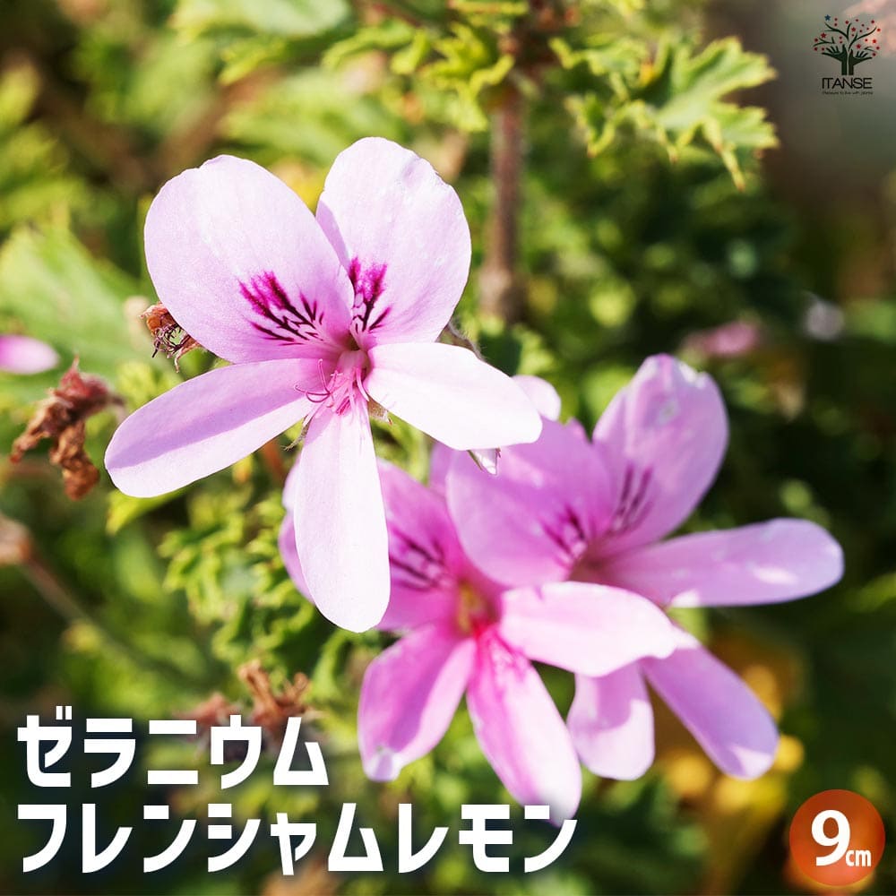 ゼラニウム フレンシャムレモン 【ハーブの苗 3号】｜ 【植物の