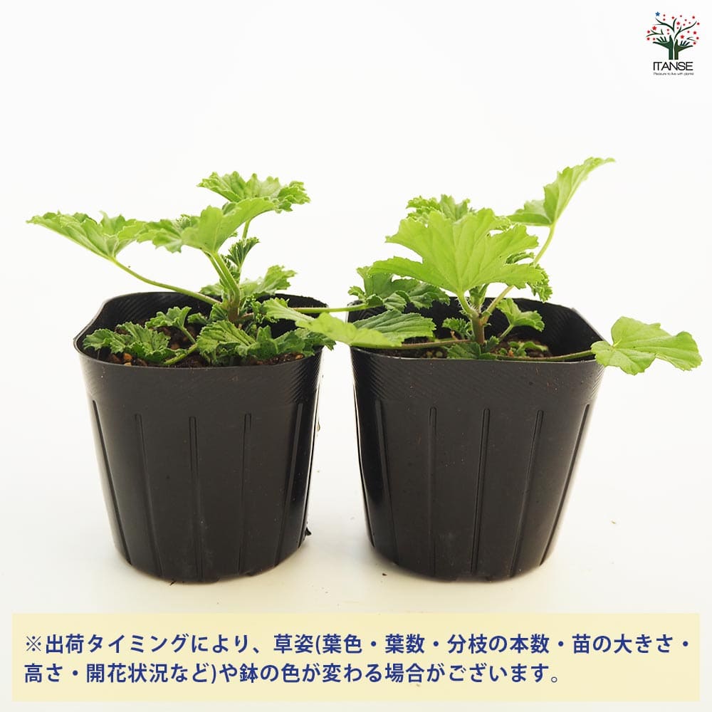 香香 様 ゼラニウム苗 ３品種 ゼラニウム レモン 【ハーブの苗 3号】｜ 【植物のITANSE】全品