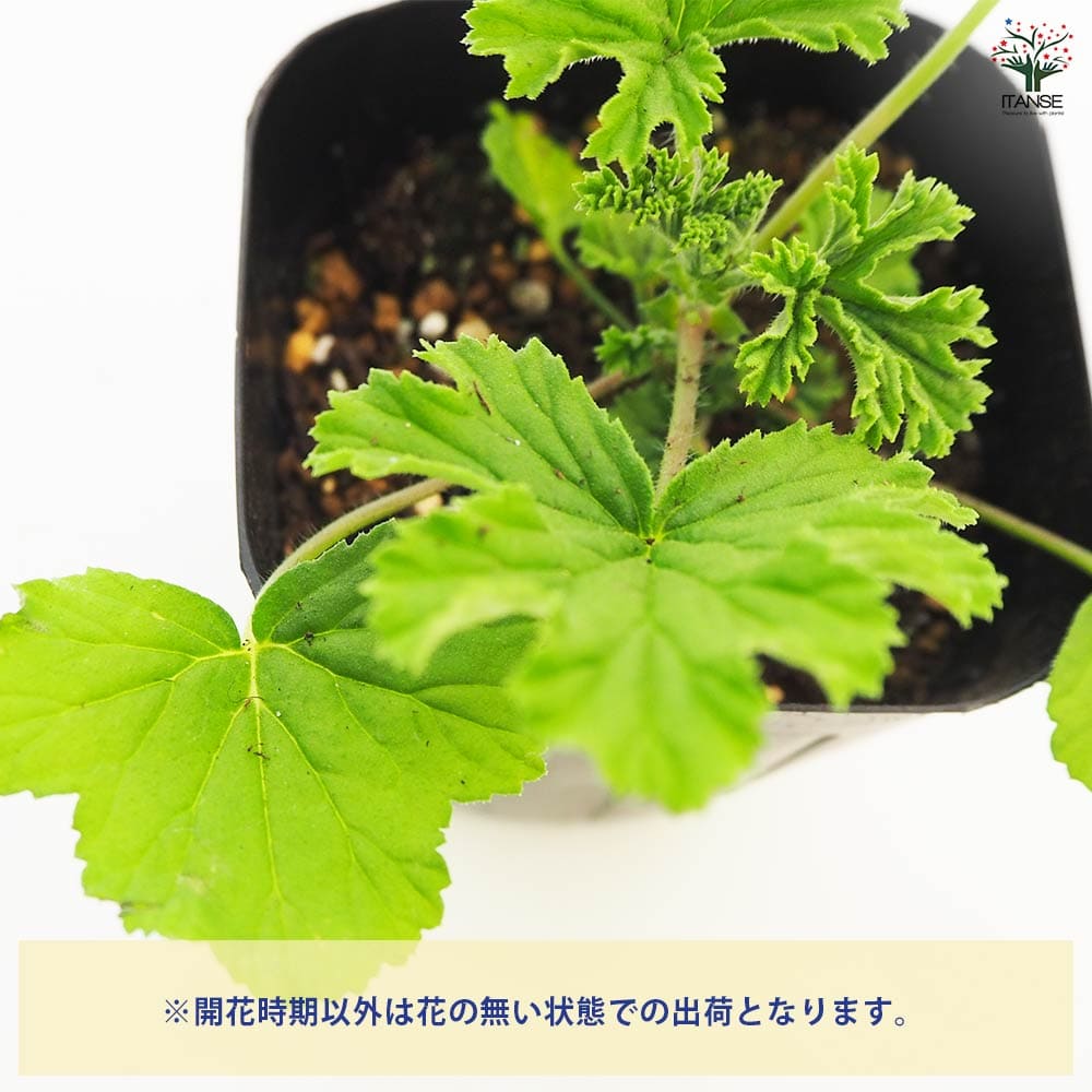 香香 様 ゼラニウム苗 ３品種 ゼラニウム フレンシャムレモン 【ハーブの苗 3号】｜ 【植物の