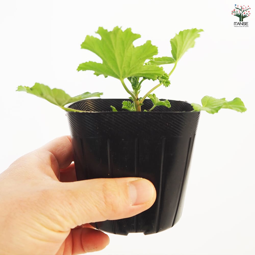ゼラニウム フレンシャムレモン 【ハーブの苗 3号】｜ 【植物の