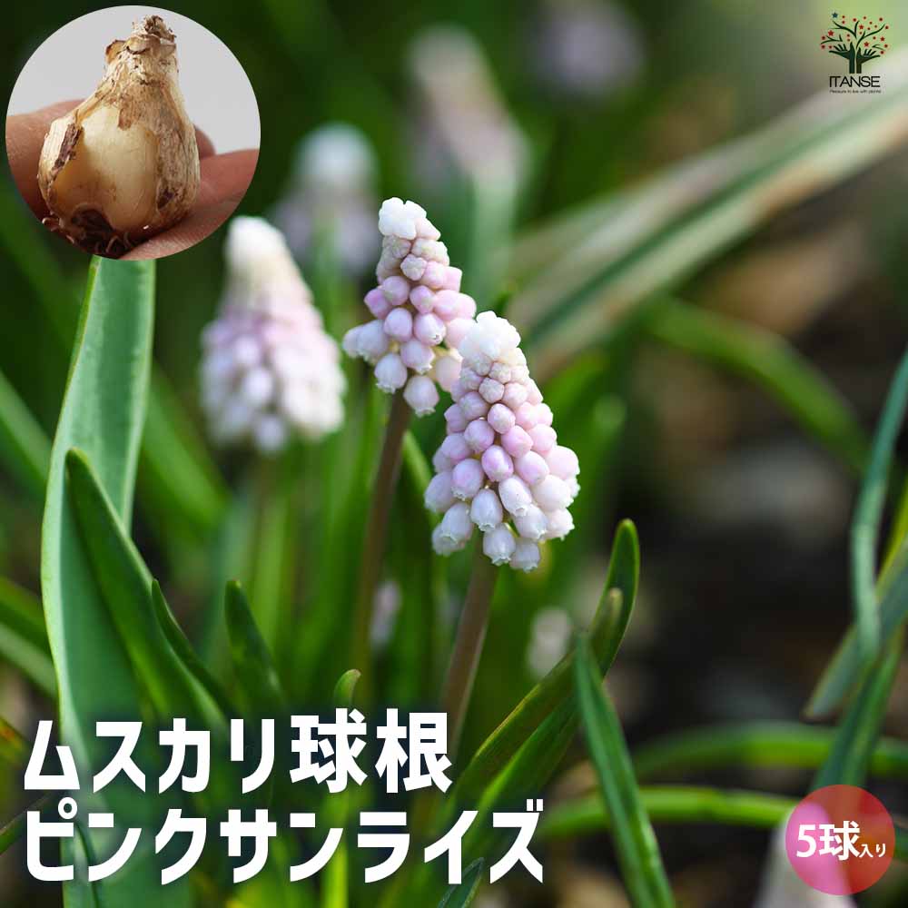 ムスカリ ピンクサンライズ【花球根／お買い得5球セット】