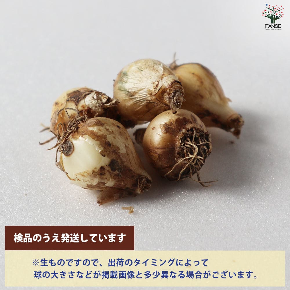 ムスカリ ピンクサンライズ【花球根／お買い得5球セット】