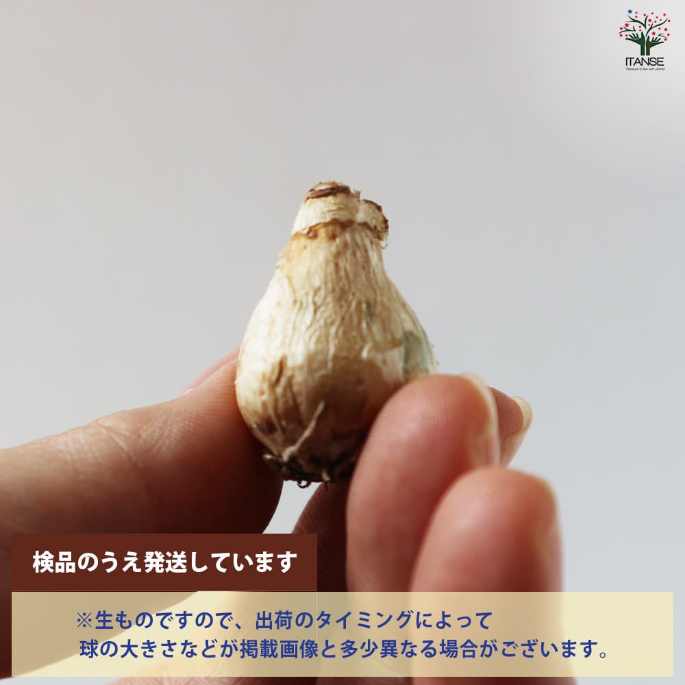 ムスカリ ピンクサンライズ【花球根／お買い得5球セット】