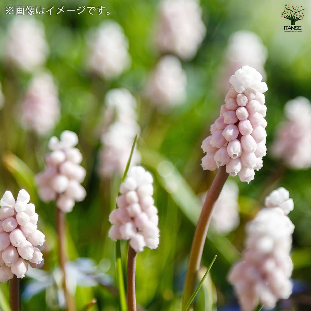 ムスカリ ピンクサンライズ【花球根／お買い得5球セット】