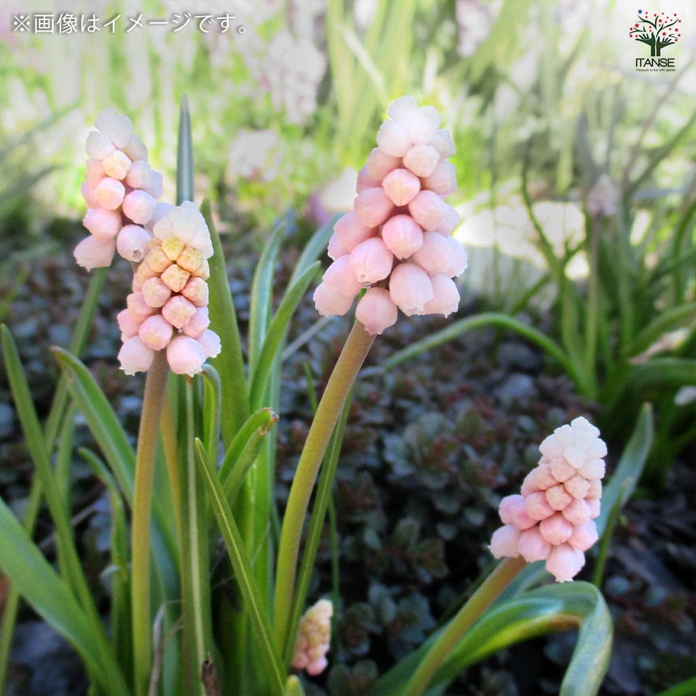 ムスカリ ピンクサンライズ【花球根／お買い得5球セット】