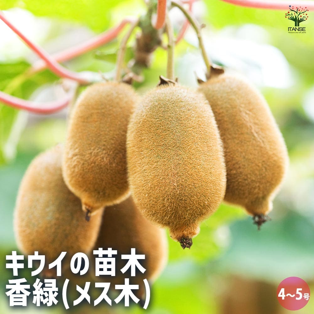 キウイの苗木 香緑(メス) 【果樹の苗木 4号／1個売り】