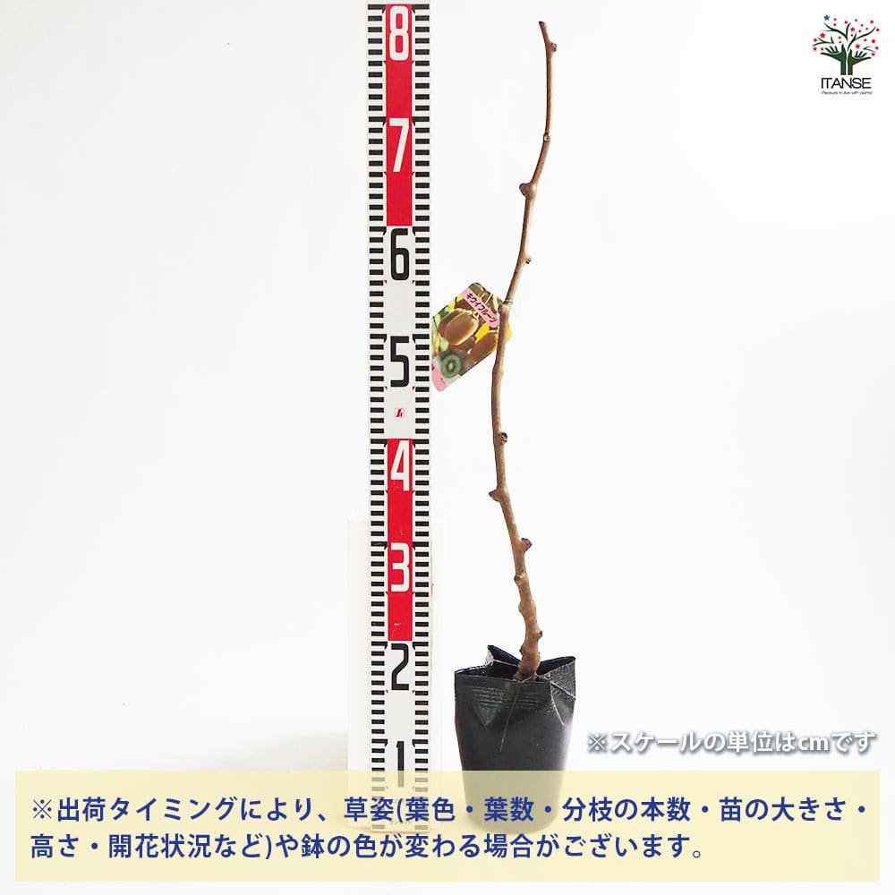 キウイの苗木 香緑(メス) 【果樹の苗木 4号／1個売り】