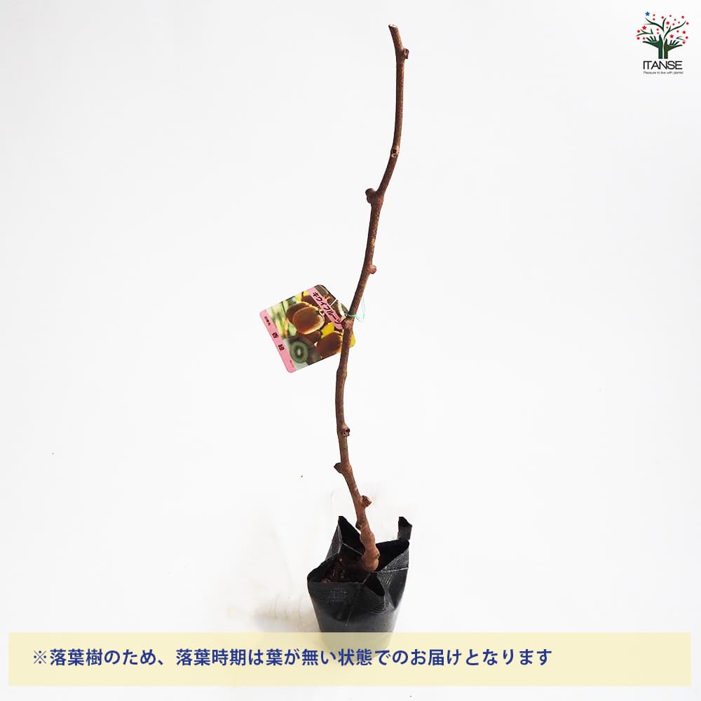 キウイの苗木 香緑(メス) 【果樹の苗木 4号／1個売り】